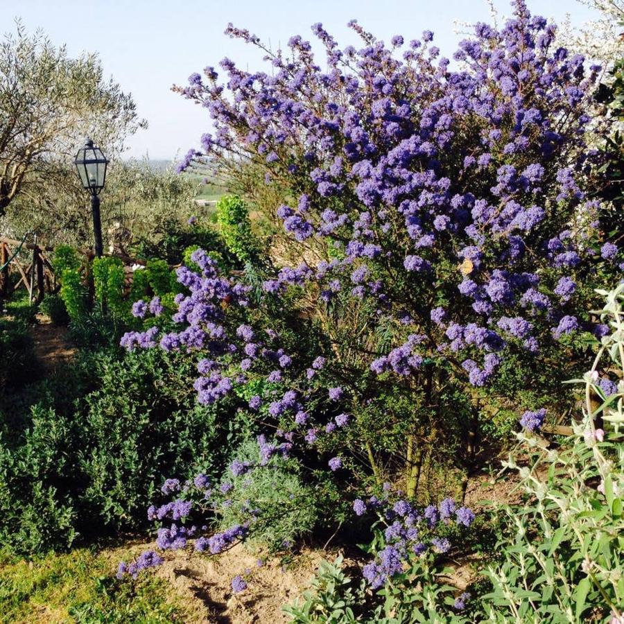 Olivella Villa Campagnano Di Roma Luaran gambar